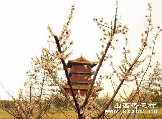 生态园内汾酒游廊